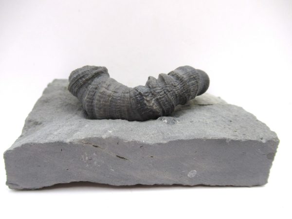 Genuine Devonian Age Stereolasma Horn Coral Fossils For Sale From New York #16a