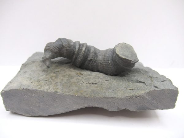 Genuine Devonian Age Stereolasma Horn Coral Fossils For Sale From New York #16b