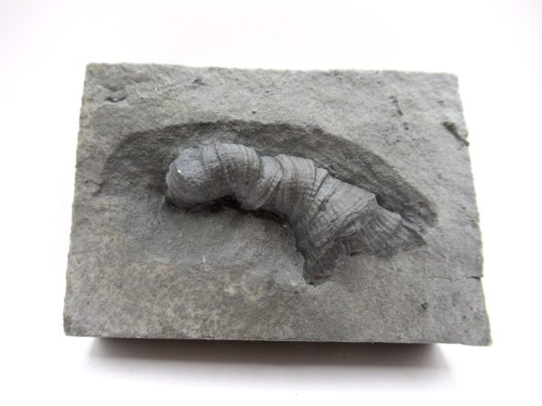 Genuine Devonian Age Stereolasma Horn Coral Fossils For Sale From New York #17