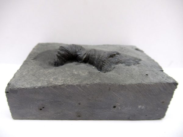 Genuine Devonian Age Stereolasma Horn Coral Fossils For Sale From New York #17a