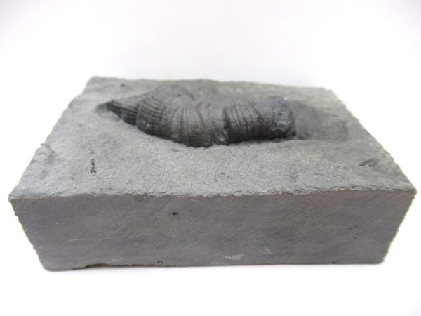 Genuine Devonian Age Stereolasma Horn Coral Fossils For Sale From New York #17b