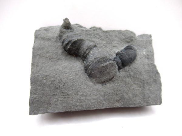 Genuine Devonian Age Stereolasma Horn Coral Fossils For Sale From New York #18