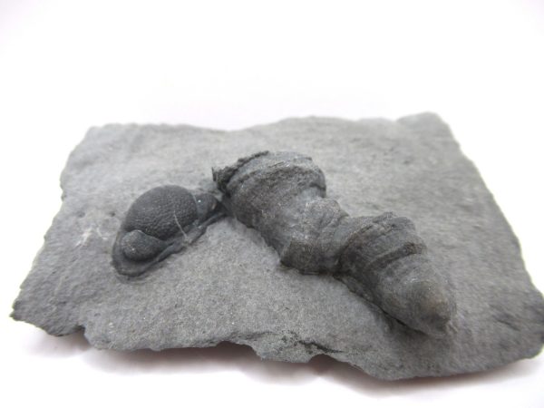 Genuine Devonian Age Stereolasma Horn Coral Fossils For Sale From New York #18a