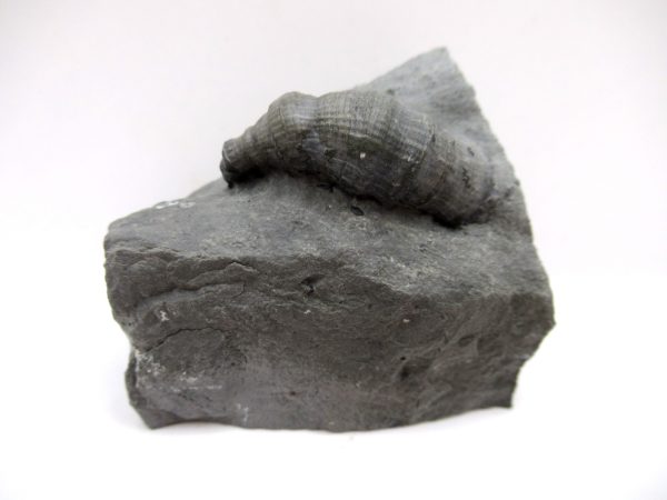 Genuine Devonian Age Stereolasma Horn Coral Fossils For Sale From New York #21