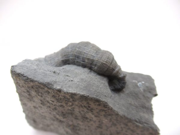 Genuine Devonian Age Stereolasma Horn Coral Fossils For Sale From New York #21b