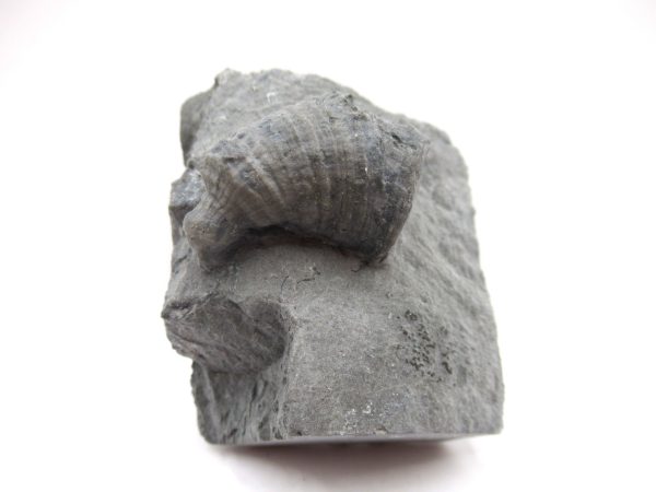 Genuine Devonian Age Stereolasma Horn Coral Fossils For Sale From New York #25