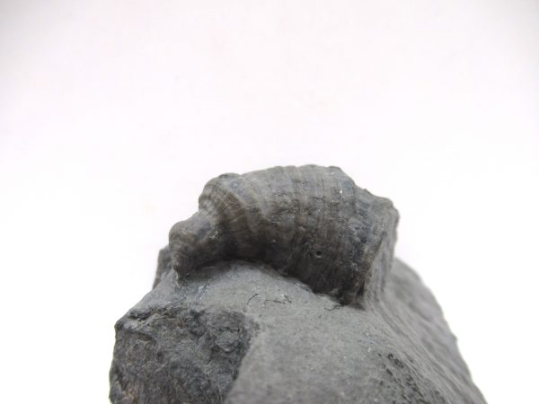 Genuine Devonian Age Stereolasma Horn Coral Fossils For Sale From New York #25a