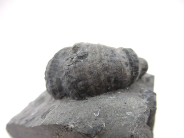 Genuine Devonian Age Stereolasma Horn Coral Fossils For Sale From New York #25b