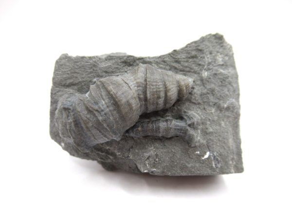 Genuine Devonian Age Stereolasma Horn Coral Fossils For Sale From New York #26