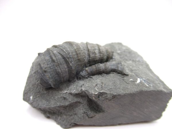 Genuine Devonian Age Stereolasma Horn Coral Fossils For Sale From New York #26a