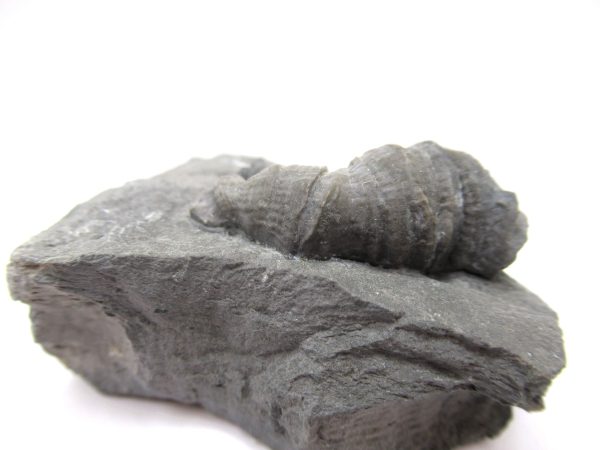 Genuine Devonian Age Stereolasma Horn Coral Fossils For Sale From New York #26b