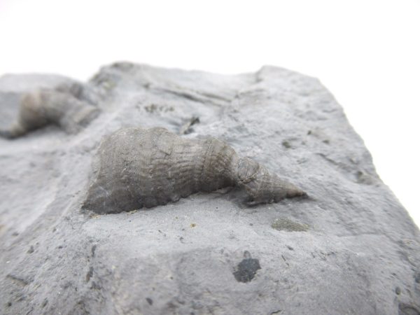 Genuine Devonian Age Stereolasma Horn Coral Fossils For Sale From New York #28a