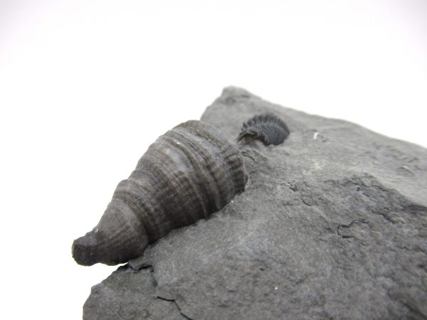 Genuine Devonian Age Stereolasma Horn Coral Fossils For Sale From New York #29b