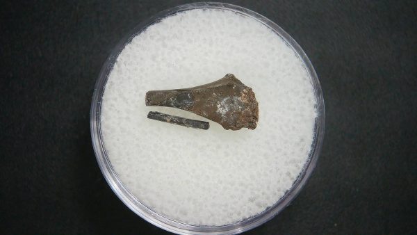 Genuine Permian Age Tatrapod Limb Bone Fossil From Oklahoma For Sale #24