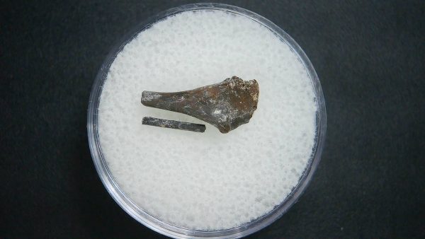 Genuine Permian Age Tatrapod Limb Bone Fossil From Oklahoma For Sale #24a