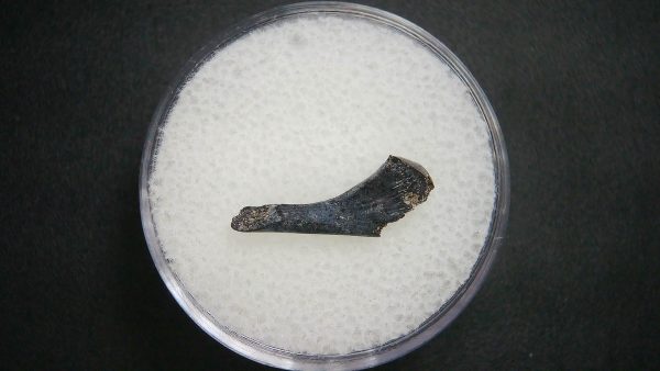 Genuine Permian Age Tatrapod Limb Bone Fossil From Oklahoma For Sale #26