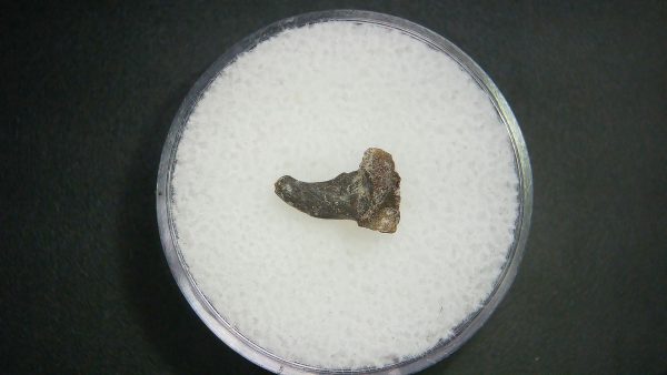 Genuine Permian Age Tatrapod Limb Bone Fossil From Oklahoma For Sale #27