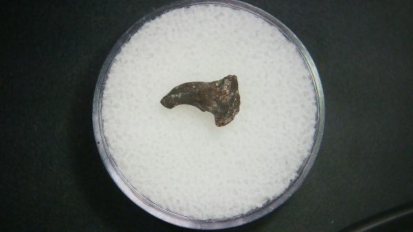 Genuine Permian Age Tatrapod Limb Bone Fossil From Oklahoma For Sale #27a