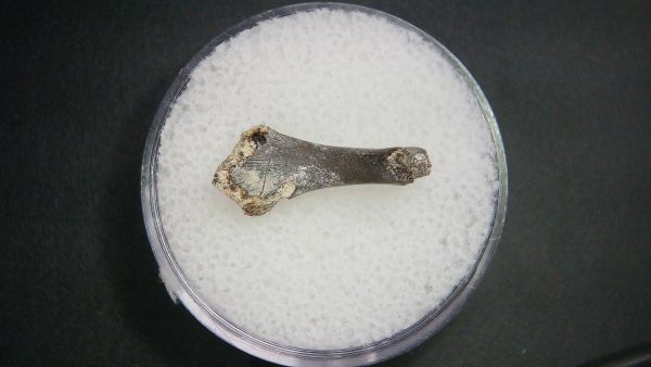 Genuine Permian Age Tatrapod Limb Bone Fossil From Oklahoma For Sale #28