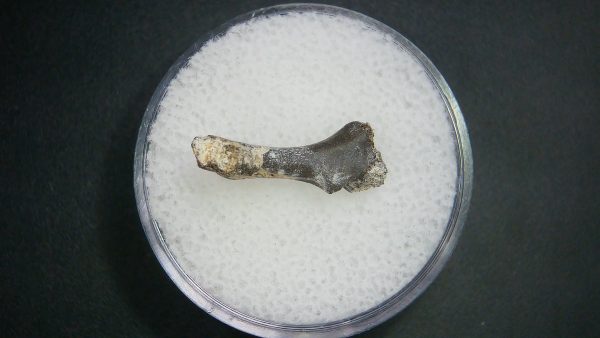 Genuine Permian Age Tatrapod Limb Bone Fossil From Oklahoma For Sale #28b