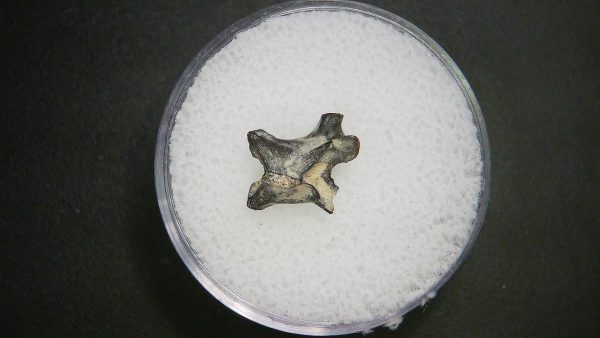 Genuine Permian Age Vertebrae Fossil For Sale From Oklahoma #12