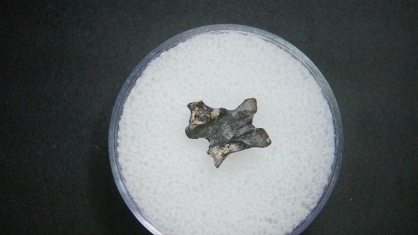 Genuine Permian Age Vertebrae Fossil For Sale From Oklahoma #12