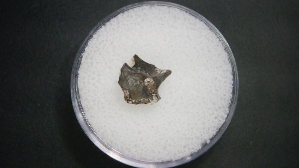 Genuine Permian Age Vertebrae Fossil For Sale From Oklahoma #14