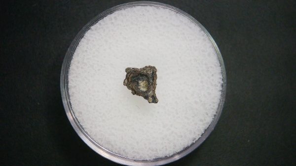 Genuine Permian Age Vertebrae Fossil For Sale From Oklahoma #18