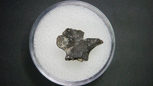 Genuine Permian Age Vertebrae Fossil For Sale From Oklahoma #19