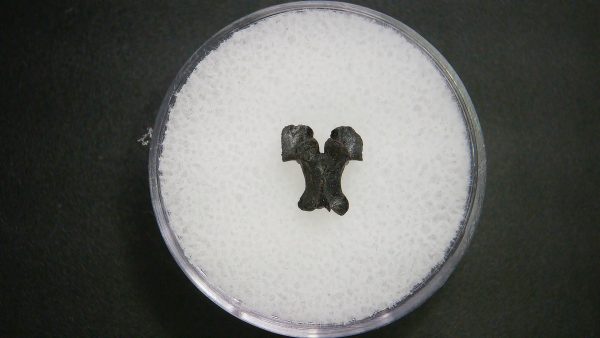 Genuine Permian Age Vertebrae Fossil For Sale From Oklahoma #8