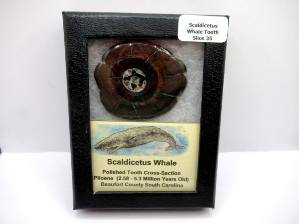 Genuine Pliocene Scaldicetus Whale Tooth For Sale From S. Carolina #35