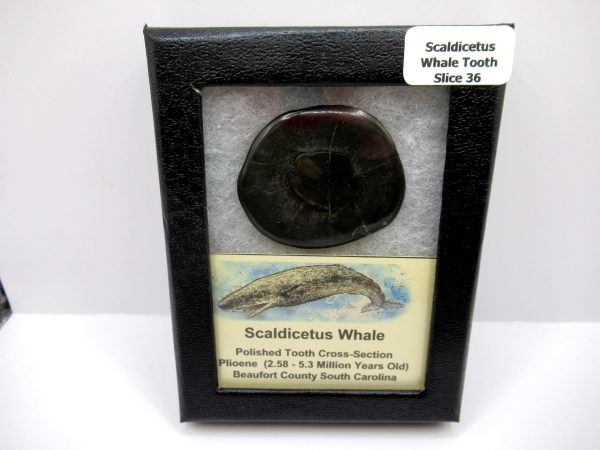 Genuine Pliocene Scaldicetus Whale Tooth For Sale From S. Carolina #36