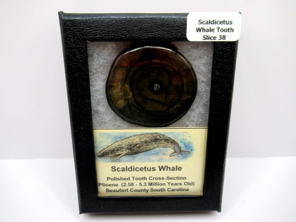 Genuine Pliocene Scaldicetus Whale Tooth For Sale From S. Carolina #38