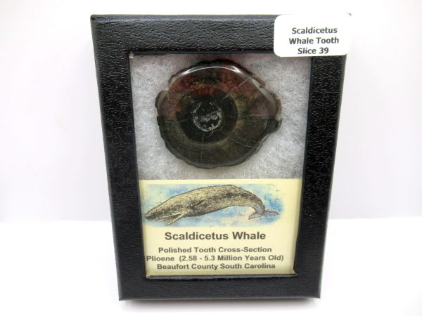 Genuine Pliocene Scaldicetus Whale Tooth For Sale From S. Carolina #39