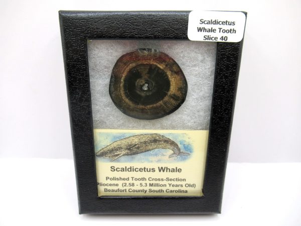 Genuine Pliocene Scaldicetus Whale Tooth For Sale From S. Carolina #40