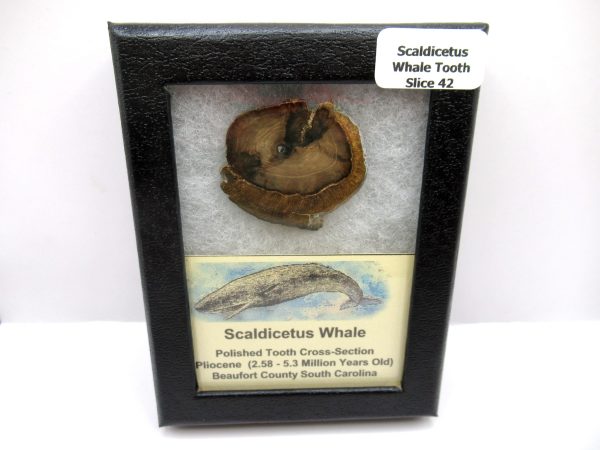 Genuine Pliocene Scaldicetus Whale Tooth For Sale From S. Carolina #42