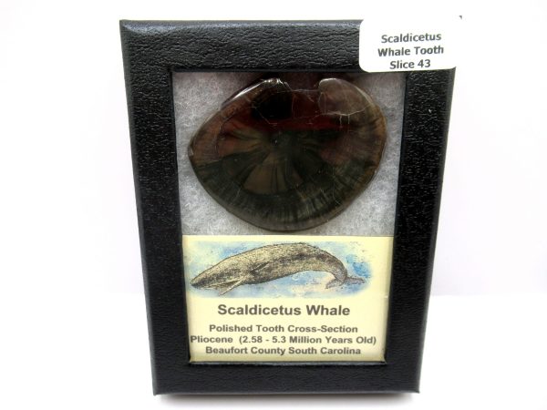 Genuine Pliocene Scaldicetus Whale Tooth For Sale From S. Carolina #43