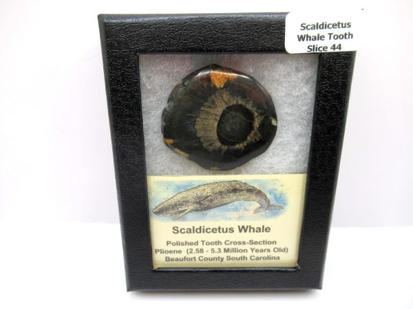 Genuine Pliocene Scaldicetus Whale Tooth For Sale From S. Carolina #44