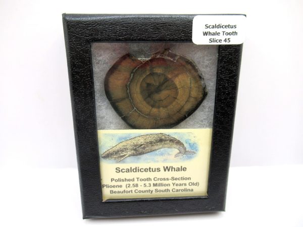 Genuine Pliocene Scaldicetus Whale Tooth For Sale From S. Carolina #45