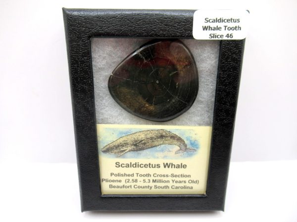 Genuine Pliocene Scaldicetus Whale Tooth For Sale From S. Carolina #46