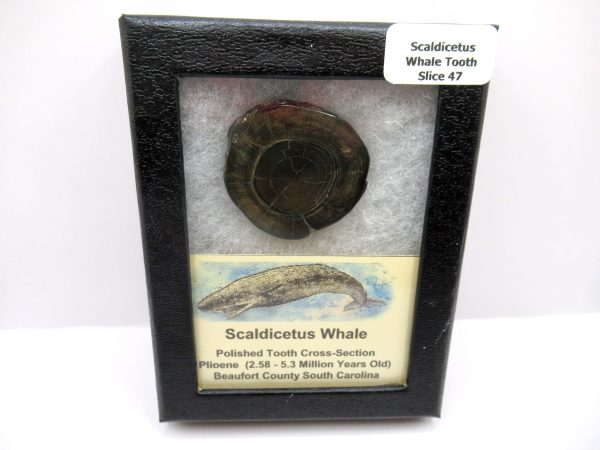 Genuine Pliocene Scaldicetus Whale Tooth For Sale From S. Carolina #47