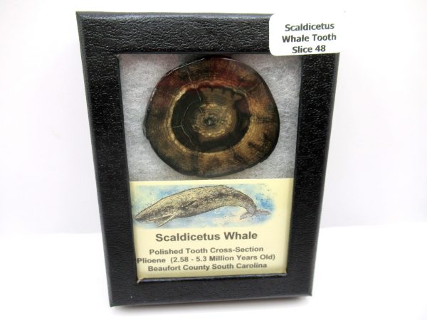 Genuine Pliocene Scaldicetus Whale Tooth For Sale From S. Carolina #48