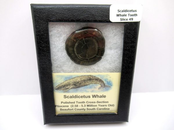 Genuine Pliocene Scaldicetus Whale Tooth For Sale From S. Carolina #49