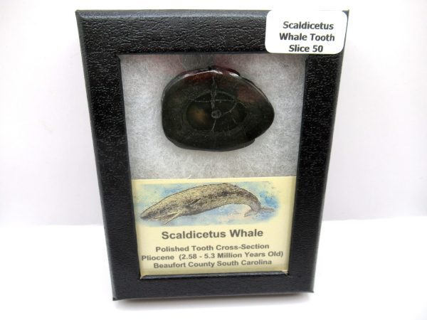 Genuine Pliocene Scaldicetus Whale Tooth For Sale From S. Carolina #50