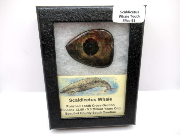 Genuine Pliocene Scaldicetus Whale Tooth For Sale From S. Carolina #51