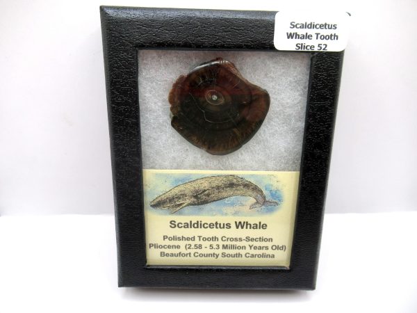 Genuine Pliocene Scaldicetus Whale Tooth For Sale From S. Carolina #52