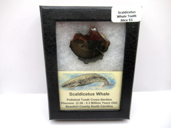 Genuine Pliocene Scaldicetus Whale Tooth For Sale From S. Carolina #53