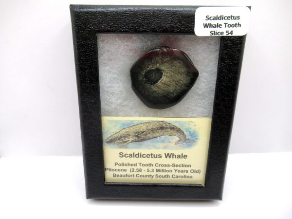 Genuine Pliocene Scaldicetus Whale Tooth For Sale From S. Carolina #54