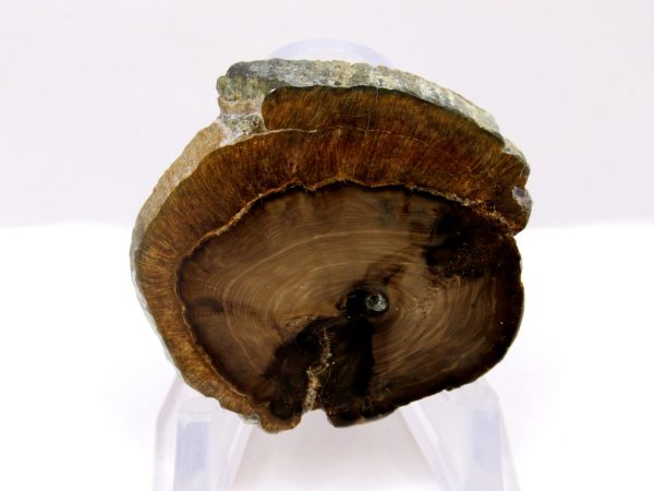 Genuine Pliocene Scaldicetus Whale Tooth For Sale From S. Carolina #42a