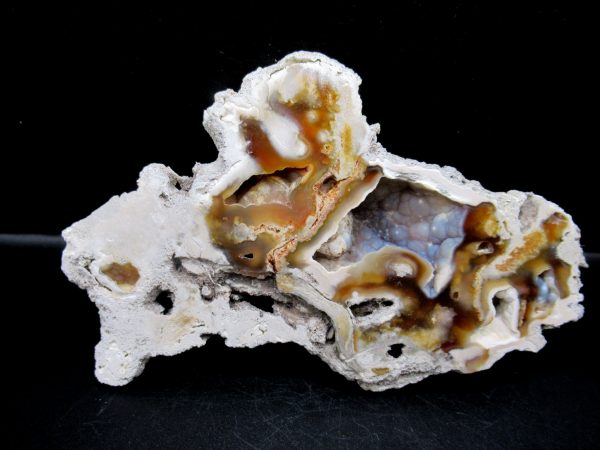 Genuine Tampa Bay Agatized Coral Fossil for Sale from Florida #10